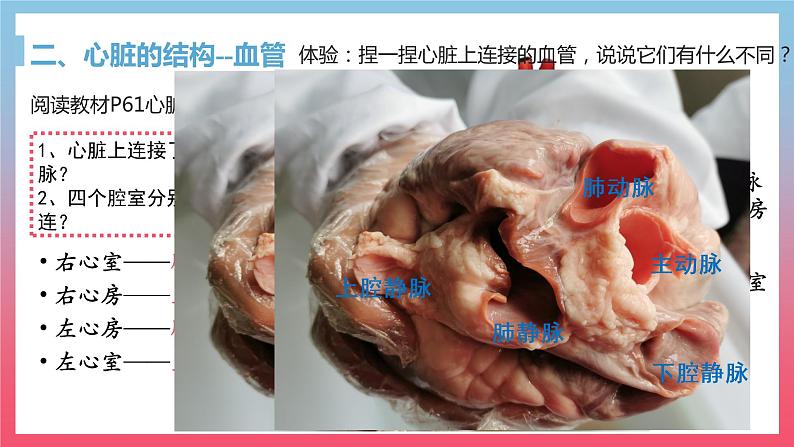 4.4.3输送血液的泵---心脏课件（第1课时）2021-2022学年人教版七年级下册生物06