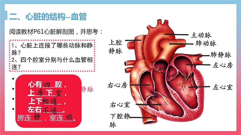 4.4.3输送血液的泵---心脏课件（第1课时）2021-2022学年人教版七年级下册生物07