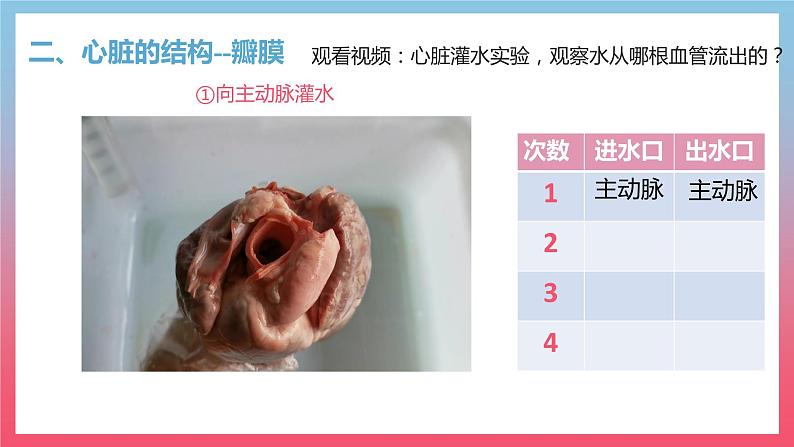 4.4.3输送血液的泵---心脏课件（第1课时）2021-2022学年人教版七年级下册生物08