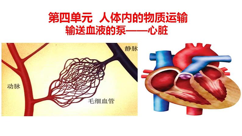 2021-2022学年人教版生物七年级下册《输送血液的泵——心脏》课件01