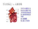 2021-2022学年人教版生物七年级下册《输送血液的泵——心脏》课件