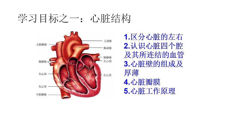 2021-2022学年人教版生物七年级下册《输送血液的泵——心脏》课件03