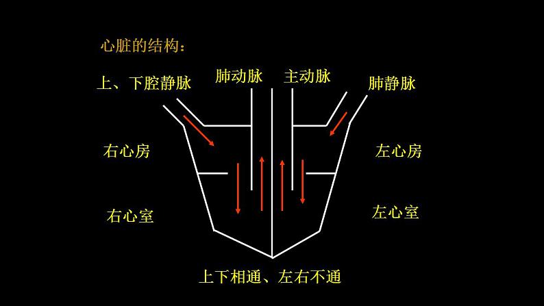 2021-2022学年人教版生物七年级下册《输送血液的泵——心脏》课件04