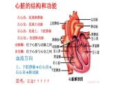 2021-2022学年人教版生物七年级下册《输送血液的泵——心脏》课件