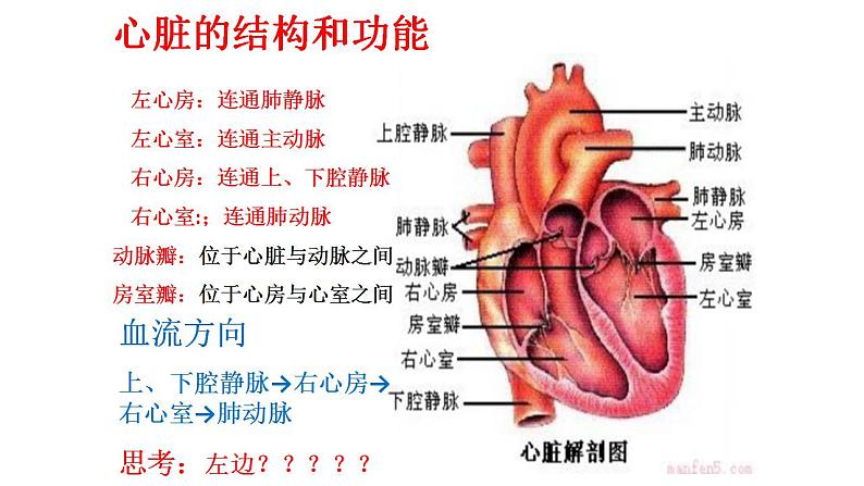 2021-2022学年人教版生物七年级下册《输送血液的泵——心脏》课件05