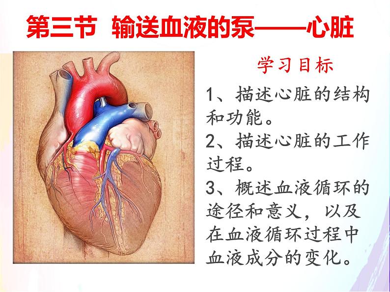 4.4.3输送血液的泵--心脏课件2021--2022学年人教版生物七年级下册第4页