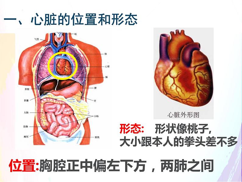 4.4.3输送血液的泵--心脏课件2021--2022学年人教版生物七年级下册第5页