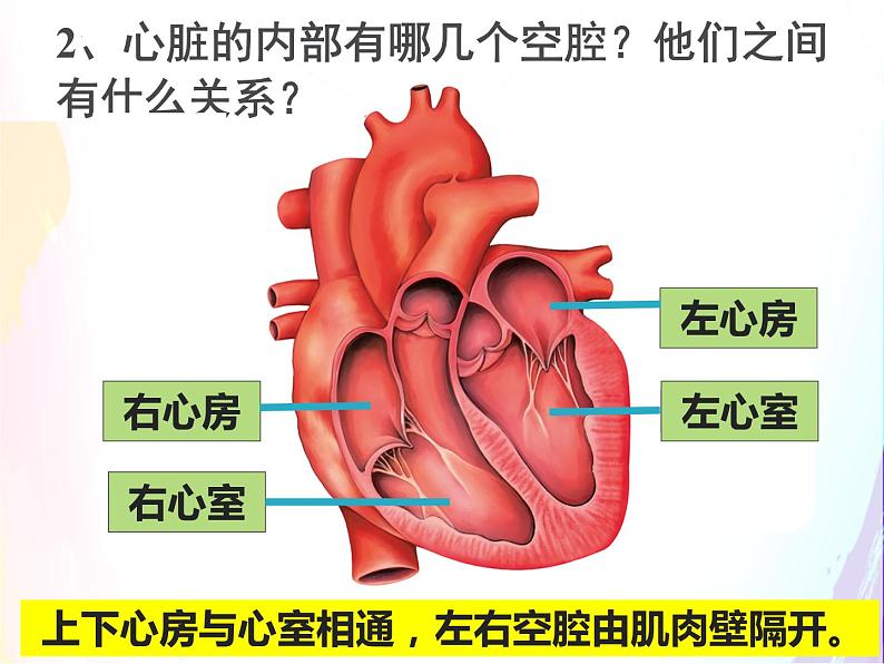 4.4.3输送血液的泵--心脏课件2021--2022学年人教版生物七年级下册第8页