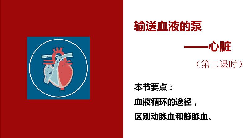 4.4.3输送血液的泵—心脏（第二课时1）课件2021--2022学年人教版生物七年级下册第1页