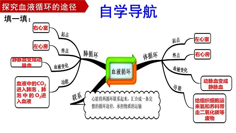 4.4.3输送血液的泵—心脏（第二课时1）课件2021--2022学年人教版生物七年级下册第2页