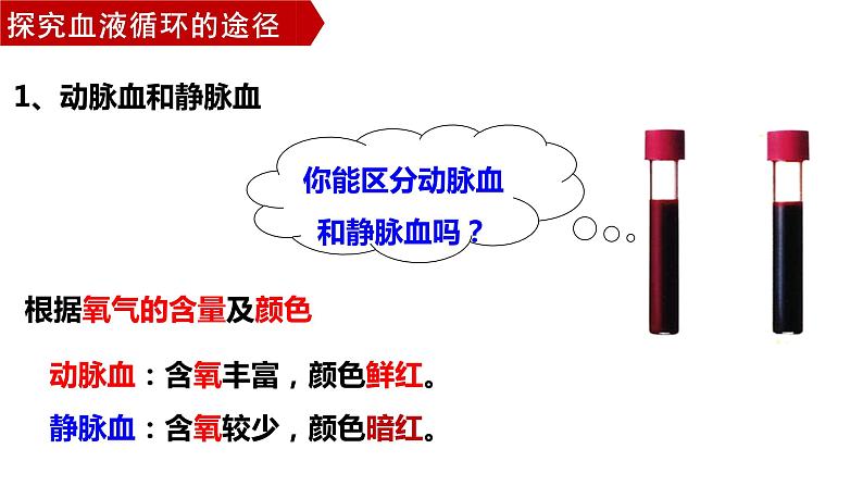 4.4.3输送血液的泵—心脏（第二课时1）课件2021--2022学年人教版生物七年级下册第4页