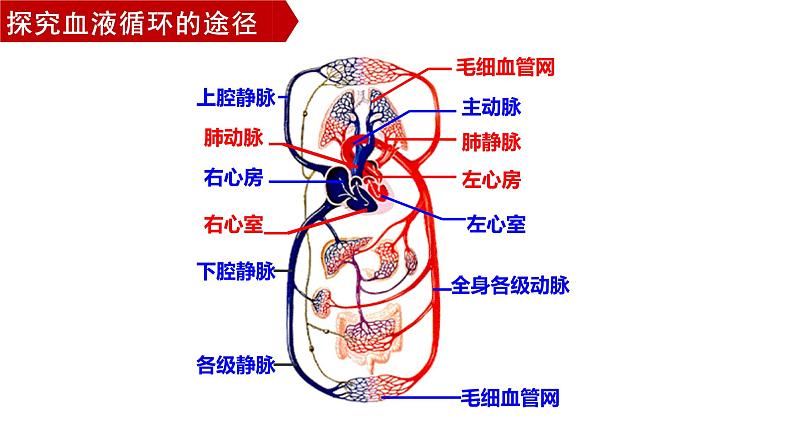 4.4.3输送血液的泵—心脏（第二课时1）课件2021--2022学年人教版生物七年级下册第5页