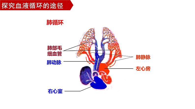 4.4.3输送血液的泵—心脏（第二课时1）课件2021--2022学年人教版生物七年级下册第6页