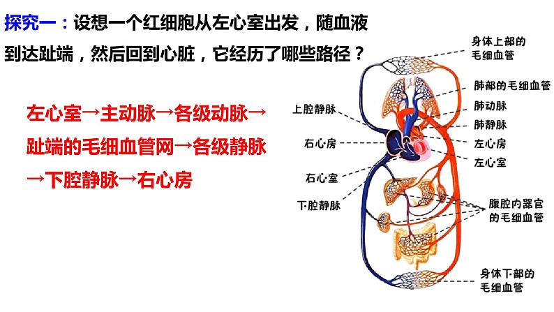 4.4.3输送血液的泵—心脏（第二课时1）课件2021--2022学年人教版生物七年级下册第7页