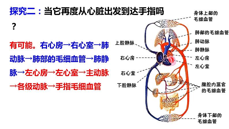 4.4.3输送血液的泵—心脏（第二课时1）课件2021--2022学年人教版生物七年级下册第8页