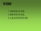 4.4.2血流的管道——血管课件2021－2022学年人教版七年级生物下册