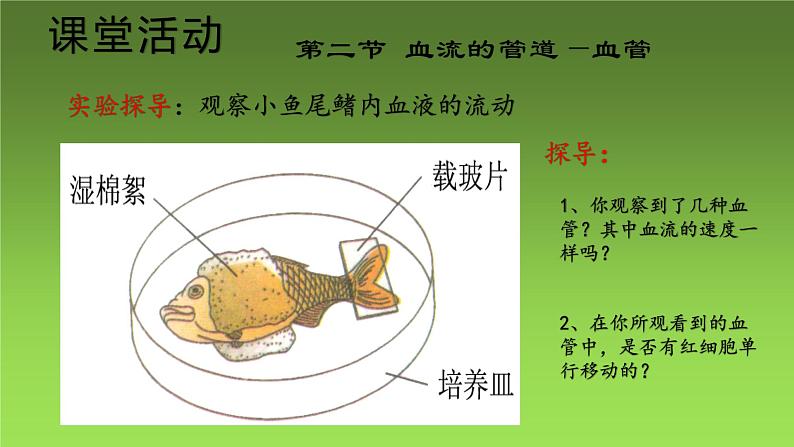 4.4.2血流的管道——血管课件2021－2022学年人教版七年级生物下册05