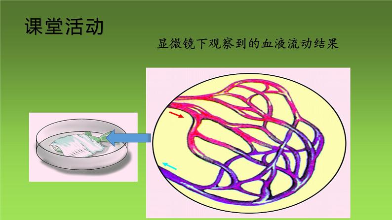 4.4.2血流的管道——血管课件2021－2022学年人教版七年级生物下册06