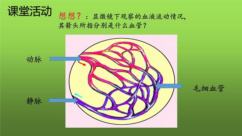 4.4.2血流的管道——血管课件2021－2022学年人教版七年级生物下册07