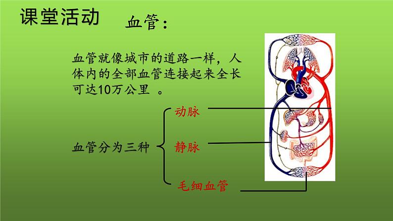 4.4.2血流的管道——血管课件2021－2022学年人教版七年级生物下册08