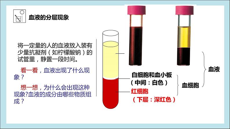 4.4.1流动的组织——血液课件2021-2022学年人教版生物 七年级下册第4页