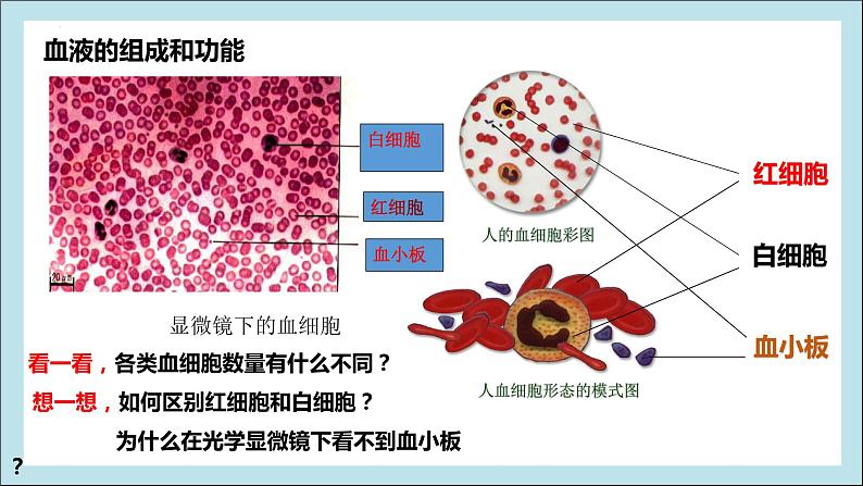 4.4.1流动的组织——血液课件2021-2022学年人教版生物 七年级下册第7页