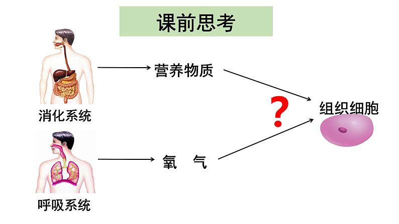 4.4.1流动的组织--血液课件2021-2022学年 人教版生物七年级下册第2页