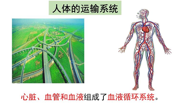 4.4.1流动的组织--血液课件2021-2022学年 人教版生物七年级下册第3页