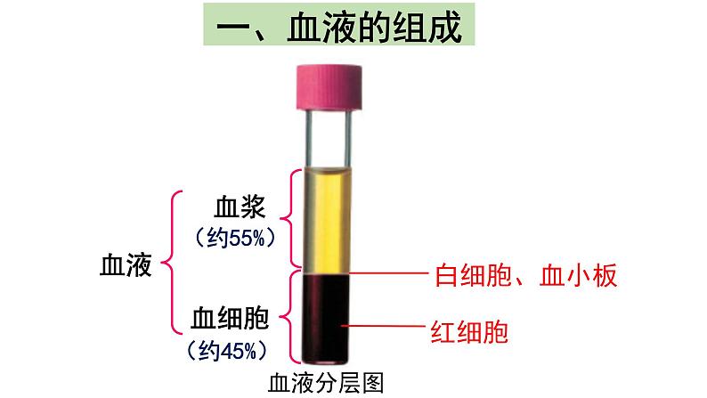 4.4.1流动的组织--血液课件2021-2022学年 人教版生物七年级下册第6页