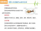 4.4.2血流的管道——血管课件2021-2022学年人教版生物七年级下册