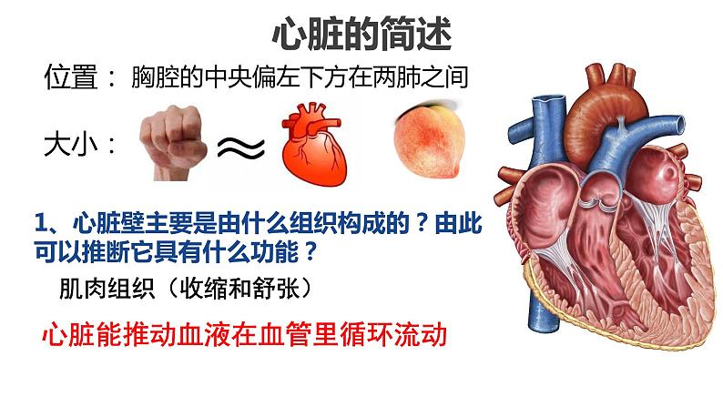 4.4.3输送血液的泵——心脏课件2021--2022学年人教版七年级下册生物02