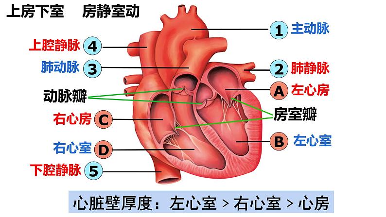 4.4.3输送血液的泵——心脏课件2021--2022学年人教版七年级下册生物03