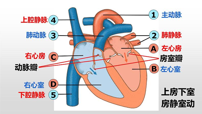 4.4.3输送血液的泵——心脏课件2021--2022学年人教版七年级下册生物04