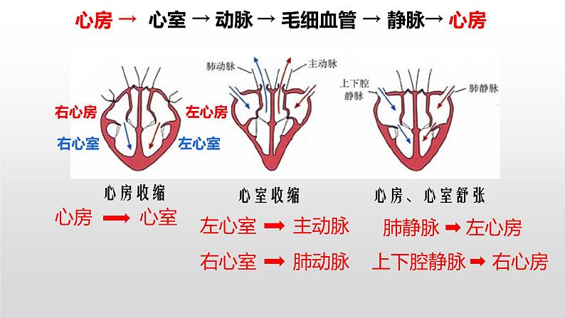 4.4.3输送血液的泵——心脏课件2021--2022学年人教版七年级下册生物05