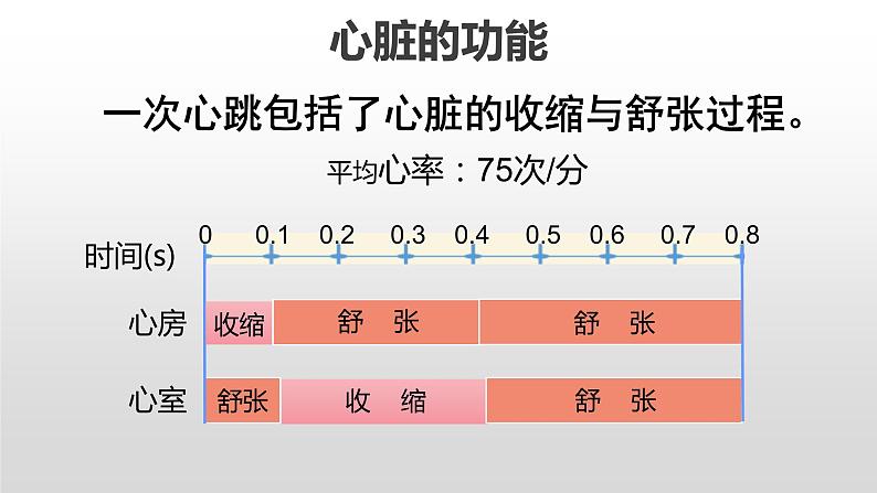 4.4.3输送血液的泵——心脏课件2021--2022学年人教版七年级下册生物06