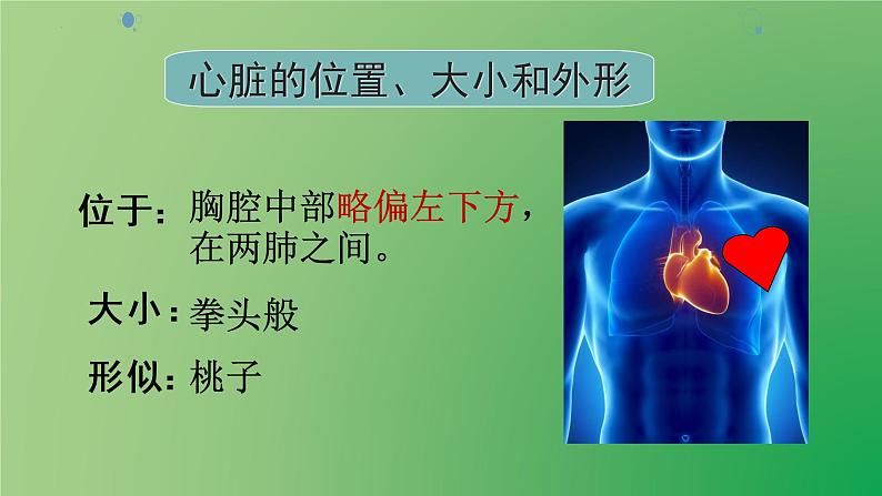 4.4.3输送血液的泵—心脏课件2021--2022学年人教版生物七年级下册02