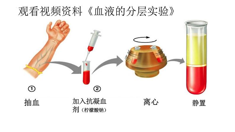 4.4.1流动的组织——血液课件2021--2022学年人教版生物七年级下册第5页