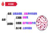 4.4.2血流的管道——血管课件2021--2022学年人教版七年级生物下册