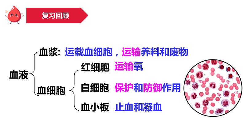 4.4.2血流的管道——血管课件2021--2022学年人教版七年级生物下册第1页