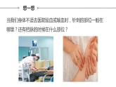 4.4.2血流的管道——血管课件2021--2022学年人教版七年级生物下册