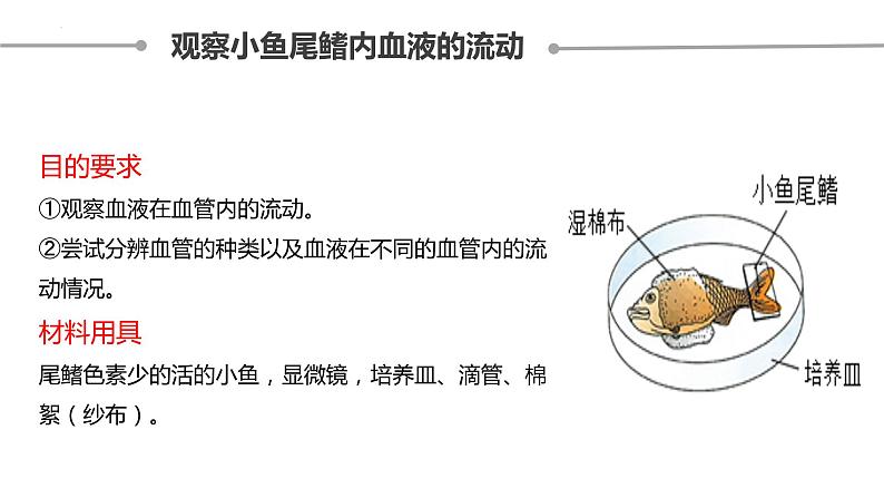 4.4.2血流的管道——血管课件2021--2022学年人教版七年级生物下册第5页