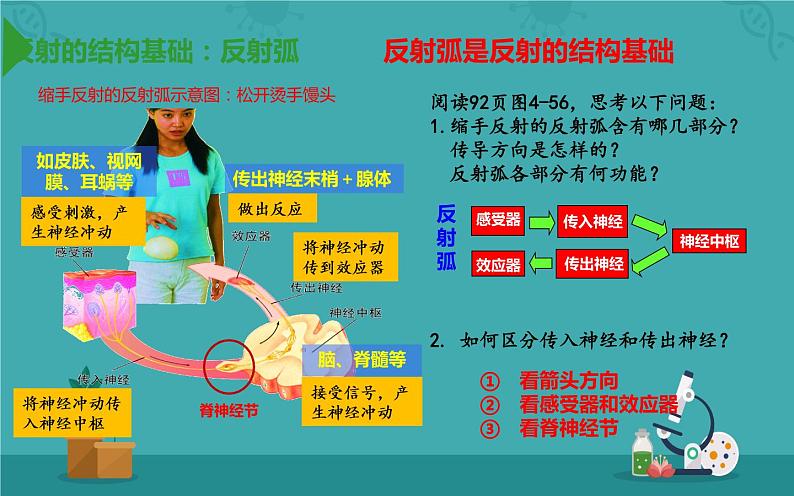 4.6.3神经的基本调节的方式课件2021-2022学年人教版生物七年级下册05