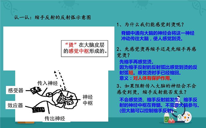 4.6.3神经的基本调节的方式课件2021-2022学年人教版生物七年级下册07