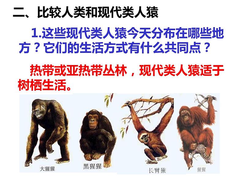 4.1.1人类的起源和发展课件2021——2022学年人教版七年级生物下册第6页