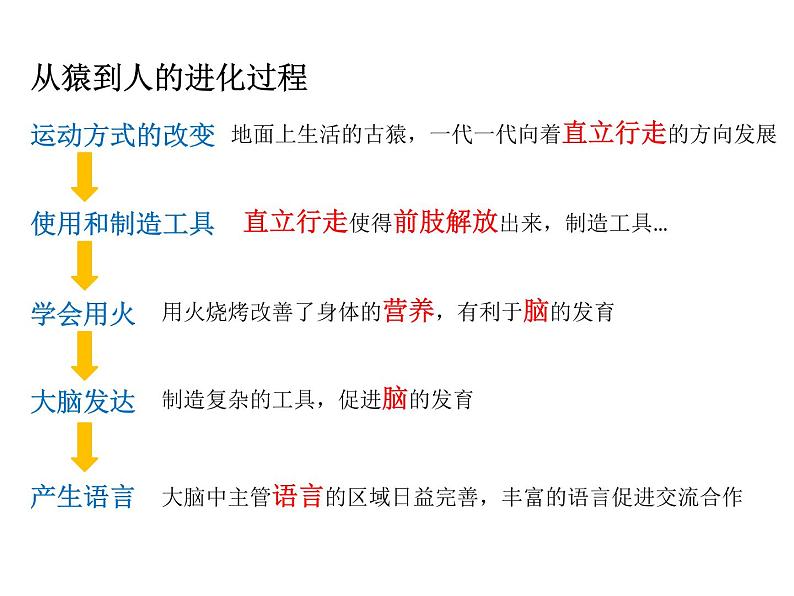 4.1第一章人的由来复习课件2020-2021学年人教版七年级生物下册04