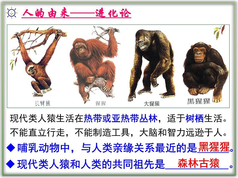 4.1.1人类的起源和发展课件2021--2022学年 人教版生物七年级下册第7页