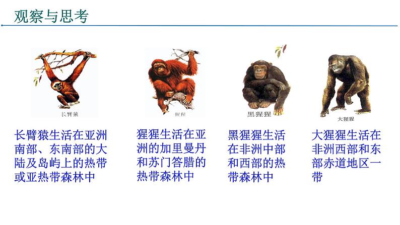 4.1.1人类的起源和发展课件2021-2022学年人教版七年级生物下册07