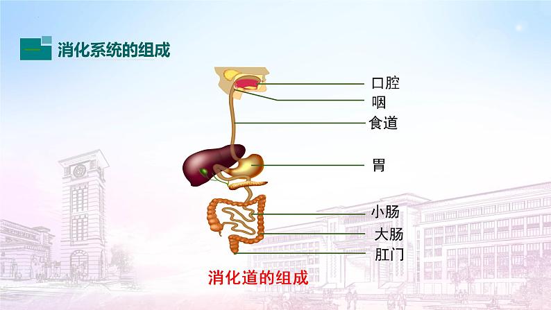 4.2.2消化与吸收课件2021--2022学年七年级下册生物人教版第5页