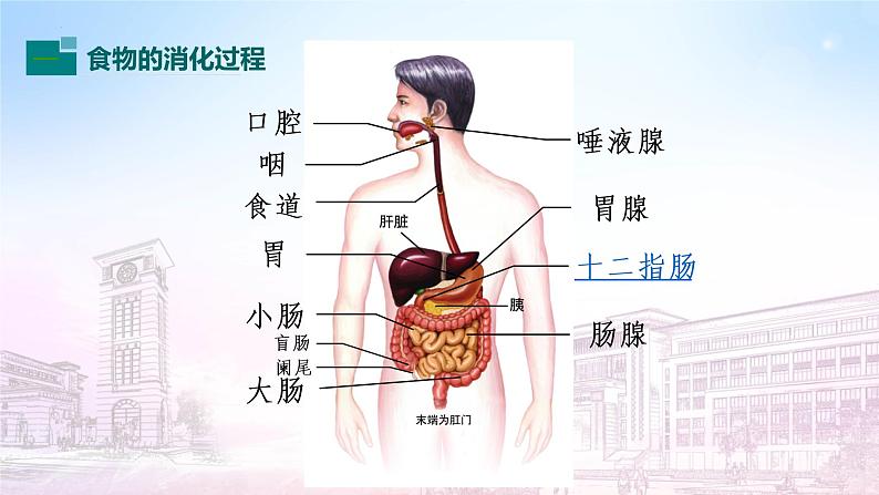 4.2.2消化与吸收课件2021--2022学年七年级下册生物人教版第8页