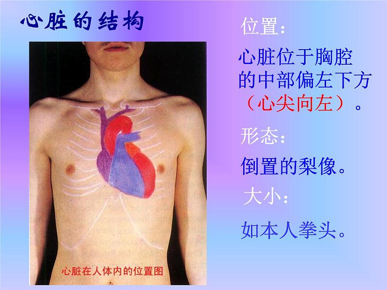 4.3输送血液的泵—心脏课件2021-- 2022学年人教版生物七年级下册第4页